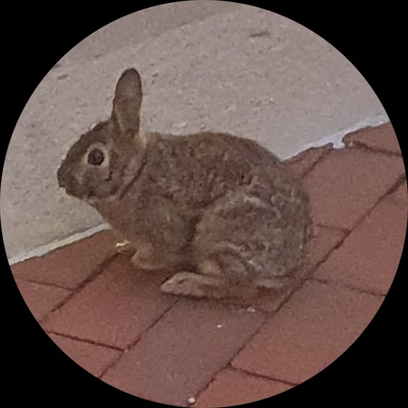 Meet your Posher, Alexa - Picture 1 of 1